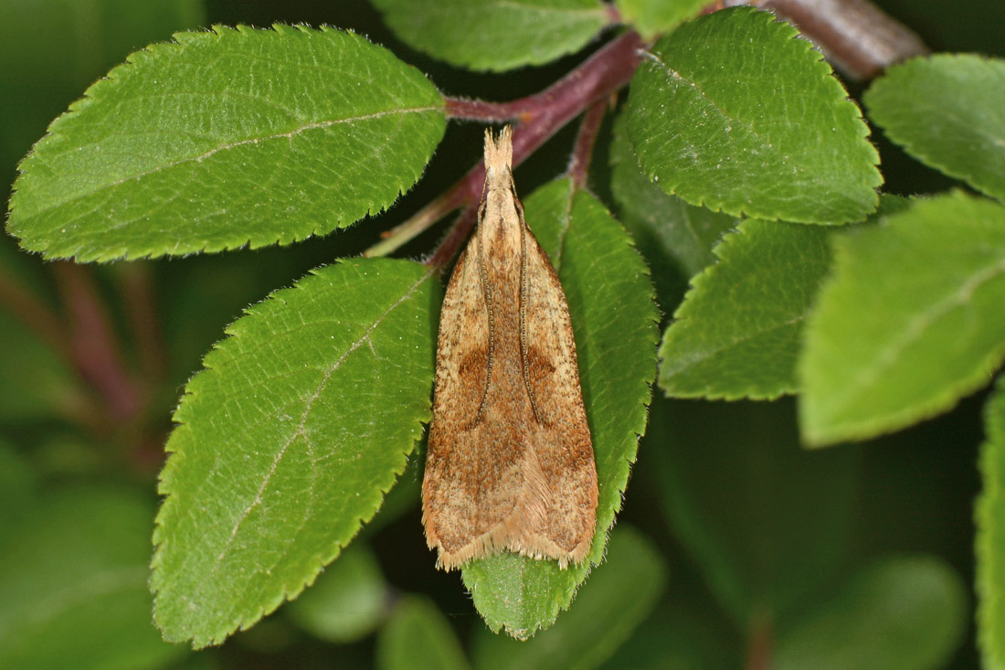 Gelechiidae? S:  Dichomeris derasella